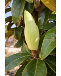 Magnolia grandiflora Alta бутон